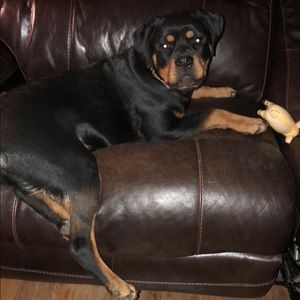 Meet your Posher, Abby